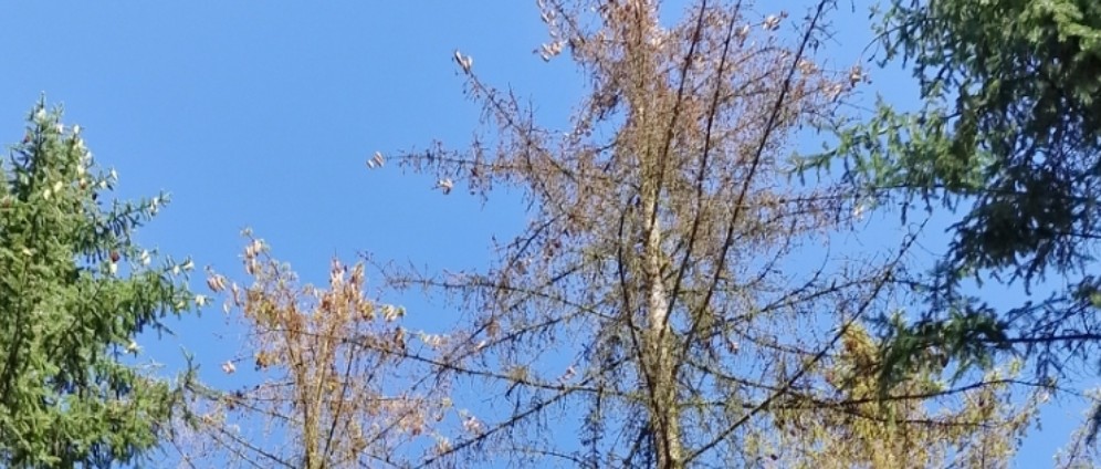 Spenden sammeln | Hilfe für den Wald Rückewagen für Borkenkäferholz | Spendenseite