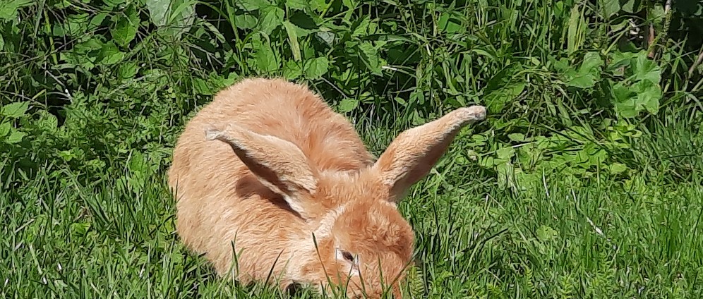 Spenden sammeln | 80 Tiere aus schlechter Haltung | Spendenseite