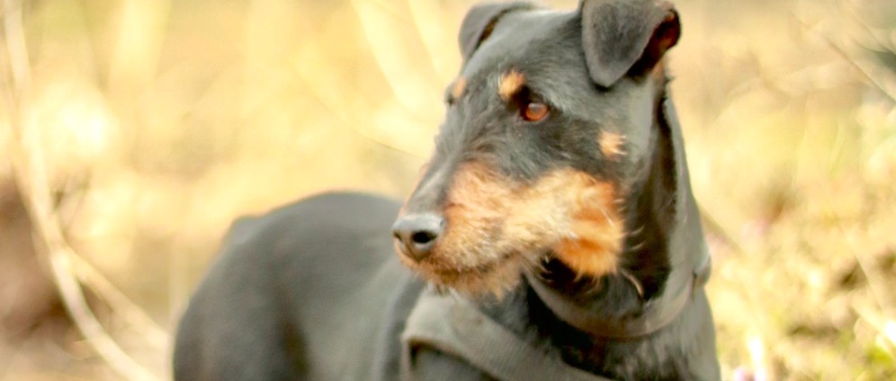Spenden sammeln | unser kleiner Hund braucht Hilfe | Spendenseite