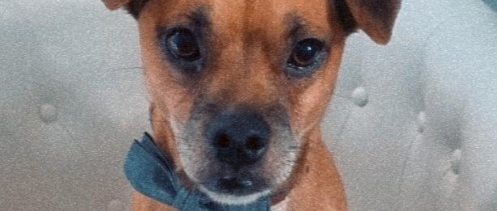 Spenden sammeln | Bandscheibenvorfall Hund | Spendenseite