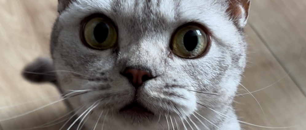 Spenden sammeln | Minou braucht Hilfe | Spendenseite
