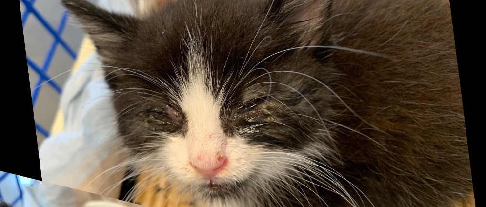 Spenden sammeln | Tierschutz in der Region | Spendenseite