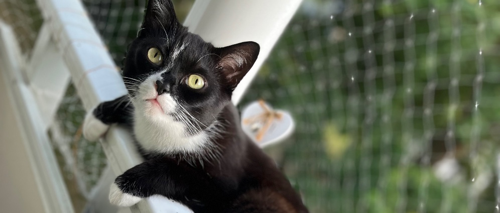 Spenden sammeln | Hilfe für Kater Göbo | Spendenseite