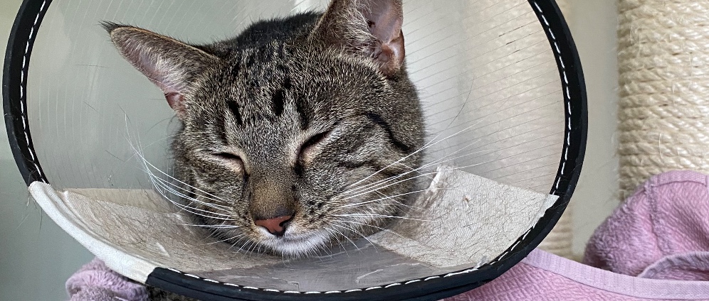 Spenden sammeln | Junger Kater braucht Hilfe | Spendenseite