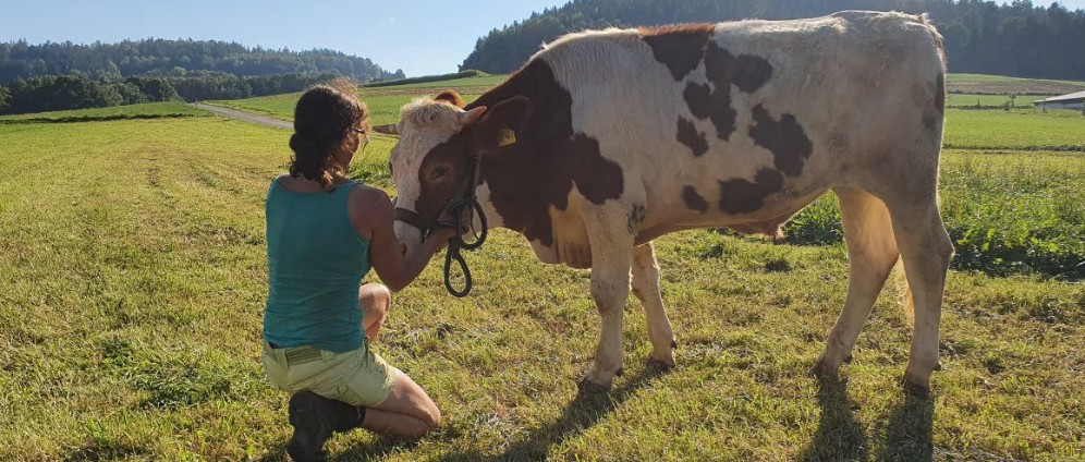 Spenden sammeln | Tierarztkosten von Otto | Spendenseite