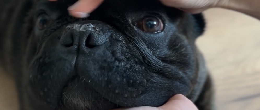 Spenden sammeln | Atmen können Brachycephalie Syndrom | Spendenseite
