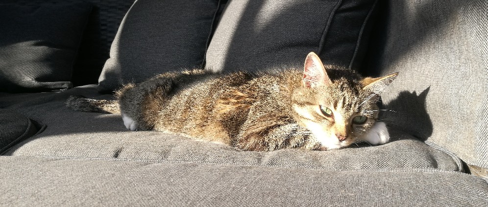 Spenden sammeln | Katzenoperation, | Spendenseite
