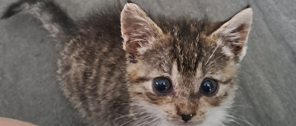 Spenden sammeln | Medizinische Versorgung, Kastration von Fundkatze | Spendenseite