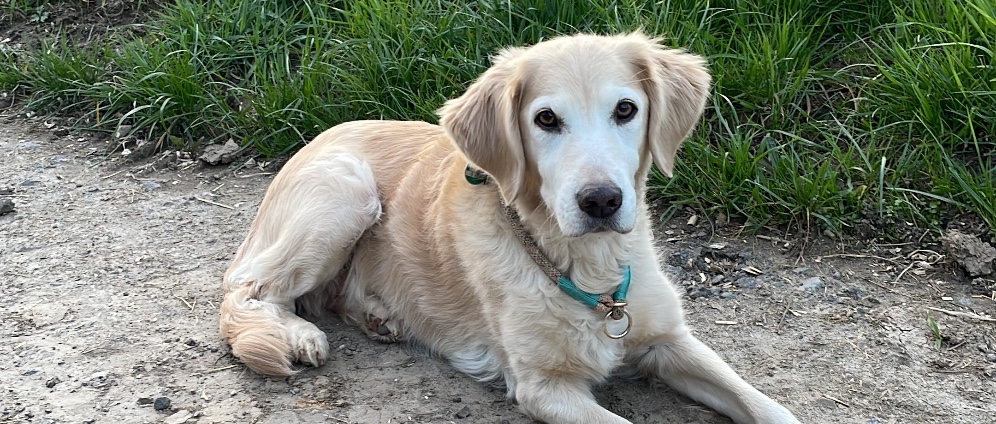 Spenden sammeln | OP für unseren Hund Rita ️ Kreuzbandriss | Spendenseite