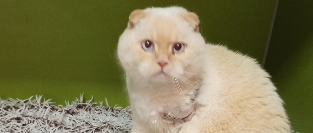 Spenden sammeln | Helft Zafir! Katze in Not | Spendenseite