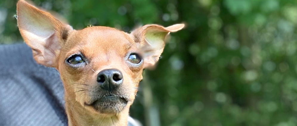 Spenden sammeln | Hündin braucht Hilfe! Zahn OP Caninussteilstand | Spendenseite