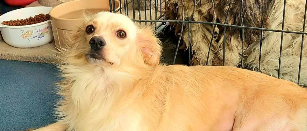 Spenden sammeln | Rollstuhl für Hund Carlos | Spendenseite