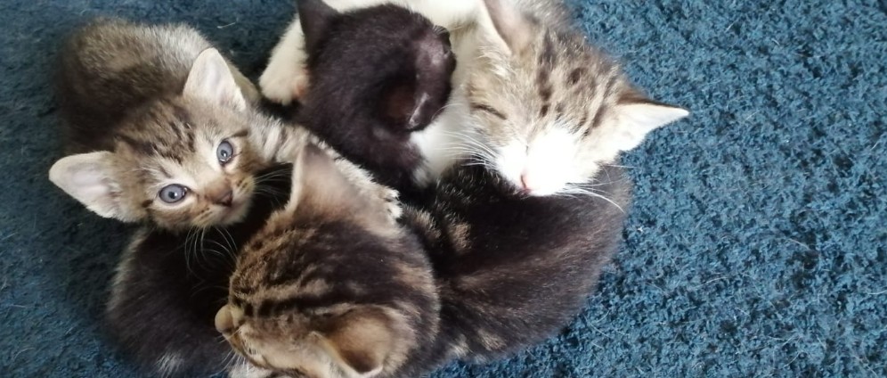 Spenden sammeln | Unterstützt meine Pflegestelle für Katzenbabys | Spendenseite