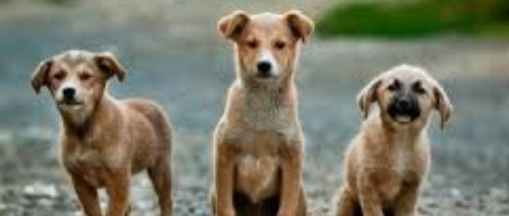 Spenden sammeln | Ein neues Auto für eine liebe Tierschützerin | Spendenseite