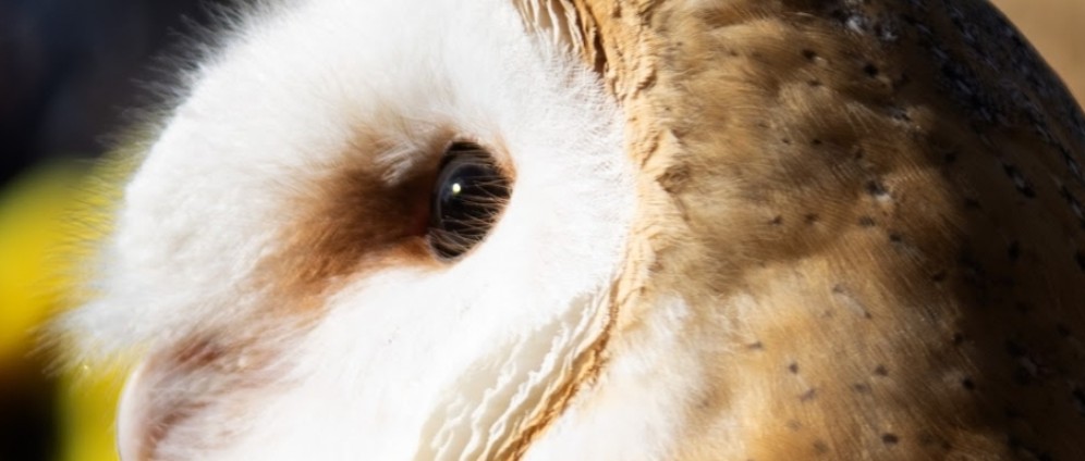 Falknerei Birds of Prey | Spenden sammeln