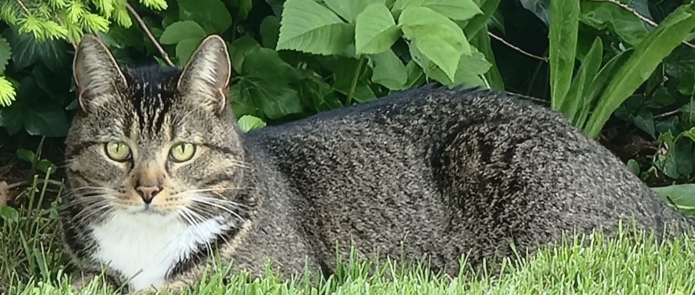 Spenden sammeln | Hilfe für Kater Whiskey | Spendenseite