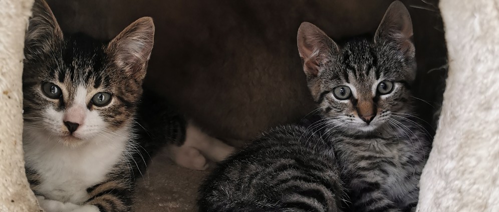 Spenden sammeln | Straßenkatzen | Spendenseite