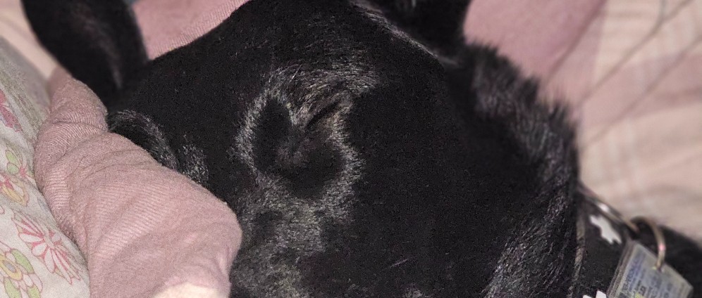 Spenden sammeln | Spende für ein Hundehospiz | Spendenseite
