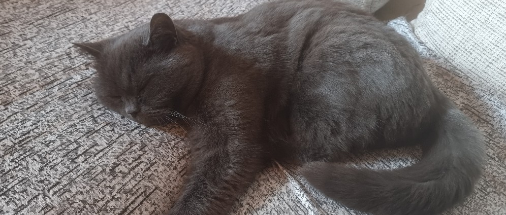 Spenden sammeln | Katze Sen braucht eine Zahn OP | Spendenseite
