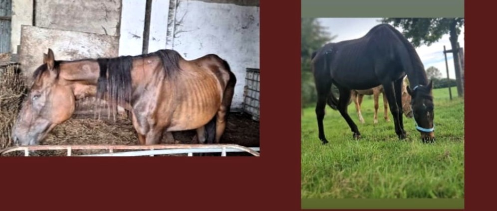 Spenden sammeln | Hilfe für Tiergnadenhof Krümelranch Alpen e.V. | Spendenseite