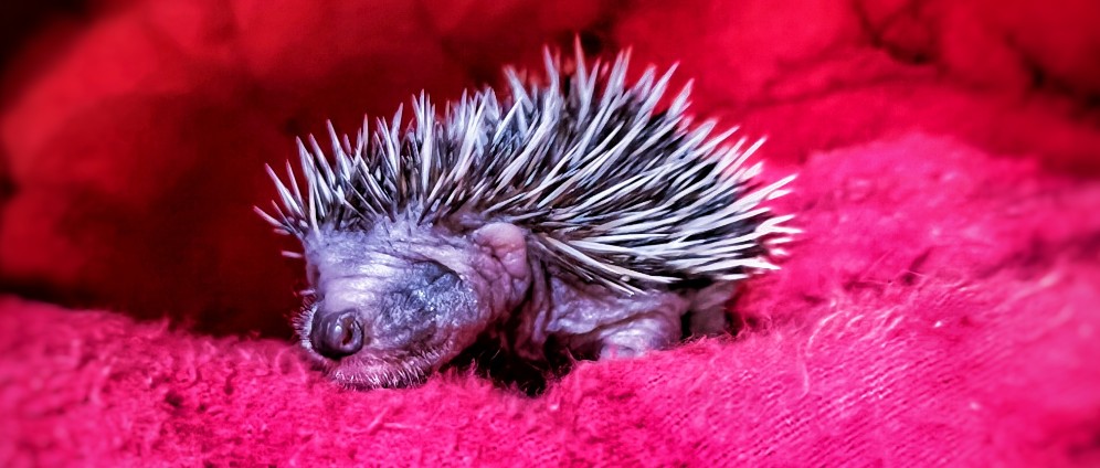 Spenden sammeln | Die Igel brauchen Hilfe ! | Spendenseite