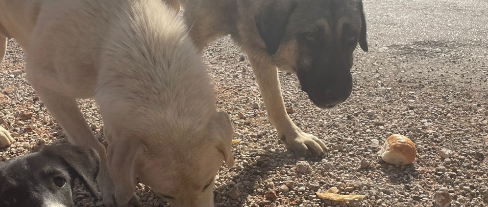 Spenden sammeln | Straßenhunde in Not in der Türkei | Spendenseite