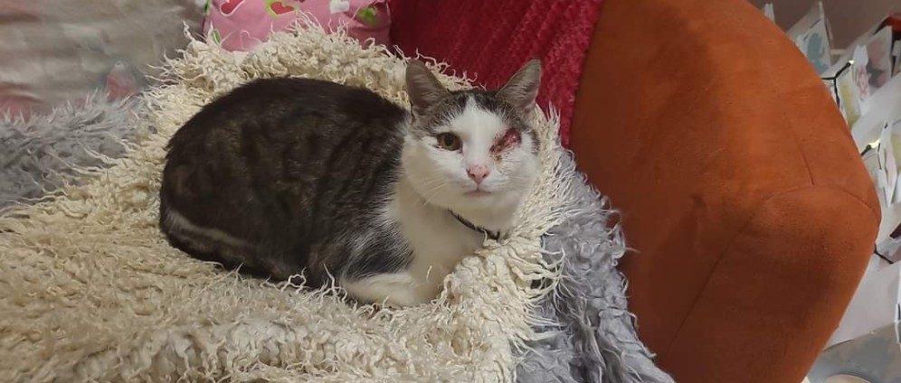 Spenden sammeln | Katzen in Not | Spendenseite