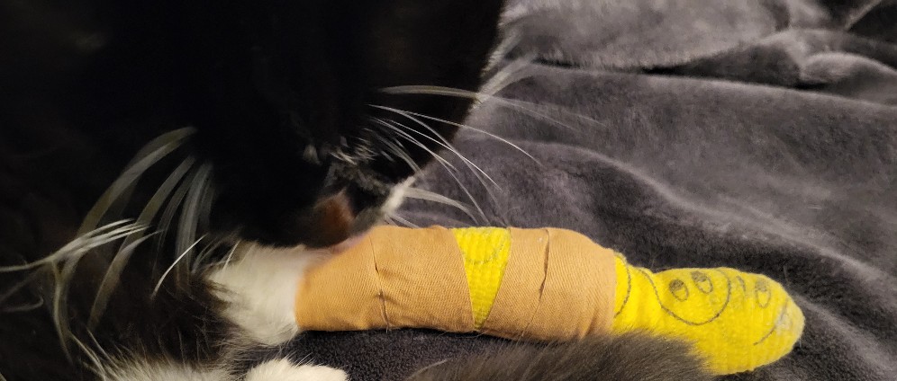 Spenden sammeln | Tierarztkosten Gary | Spendenseite