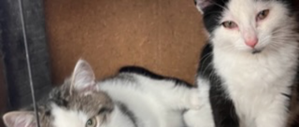 Spenden sammeln | Katzenhilfe für Kitten | Spendenseite