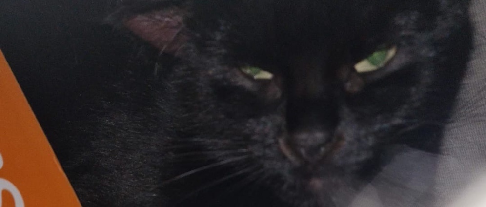 Spenden sammeln | Katze Yuna braucht dringend Hilfe | Spendenseite