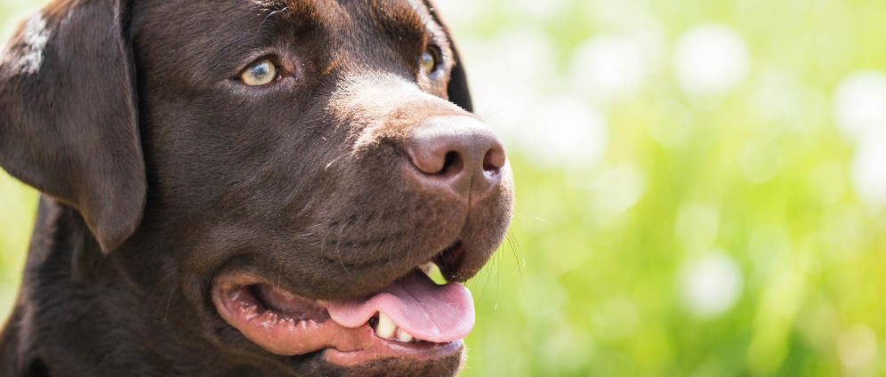 Spenden sammeln | Gold für Therapiehund Loki | Spendenseite