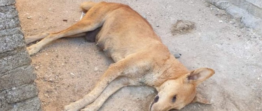 Spenden sammeln | Hilfe für Strassenhunde Katzen in Ägypten | Spendenseite