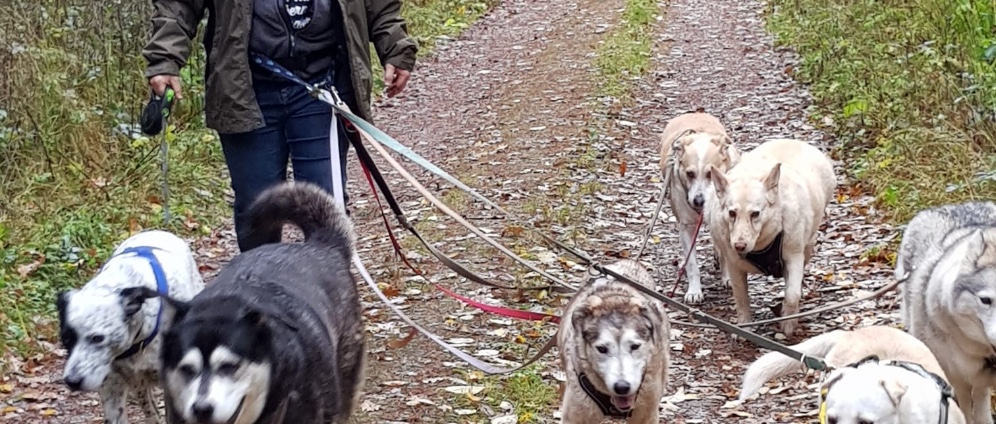 Schlittenhunde Gnadenhof benötigt Autoreparatur | Spenden sammeln