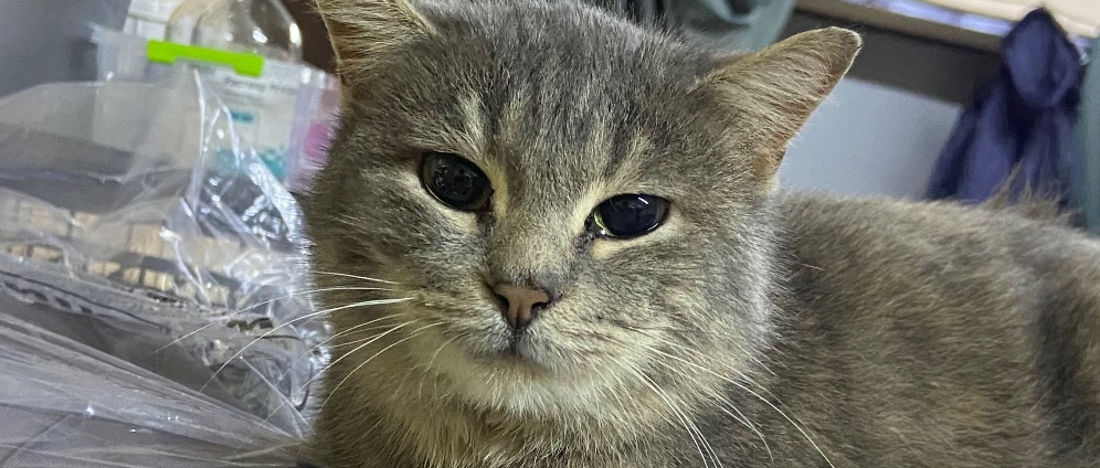 Spenden sammeln | Katzen Auffangstation MurrMurrHouse | Spendenseite