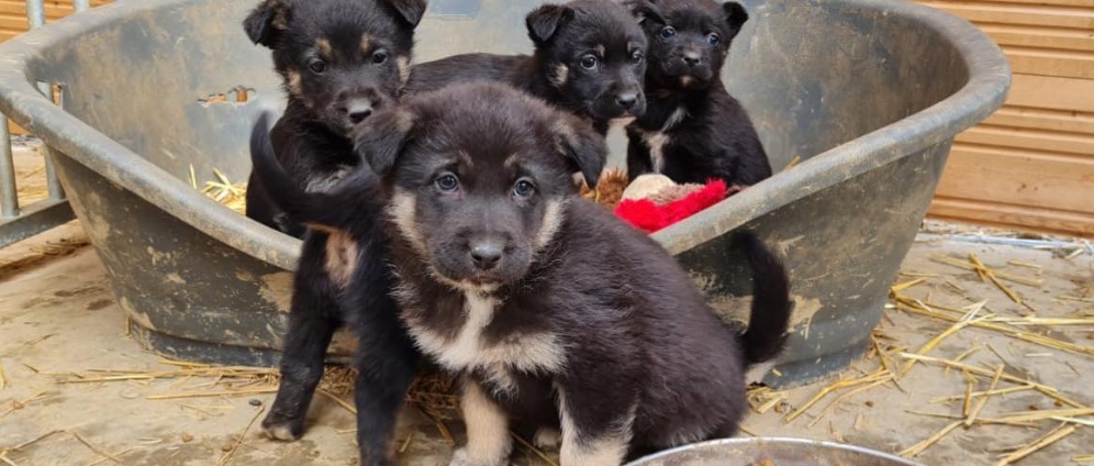 Spenden sammeln | Unsere 800 Hunde brauchen Futter | Spendenseite