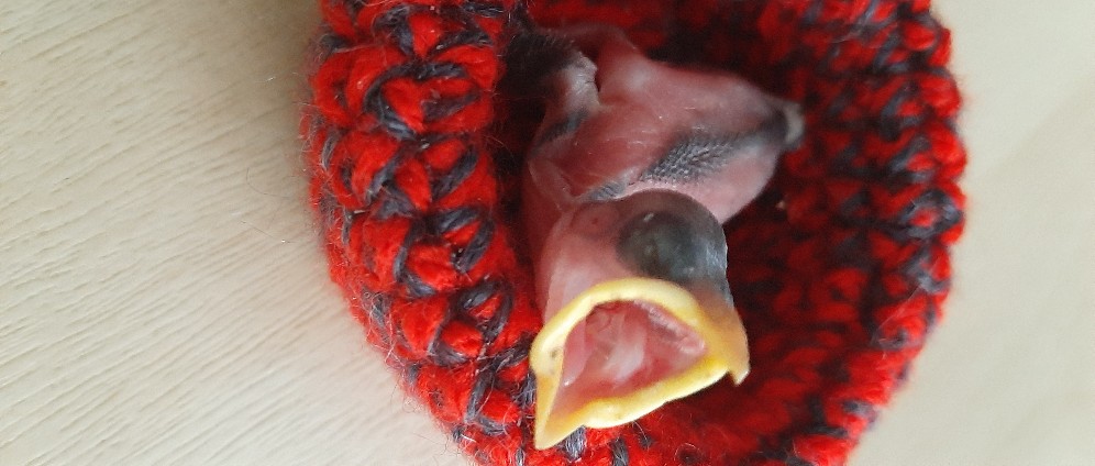Spenden sammeln | Inkubator für Wildvogelaufzucht | Spendenseite