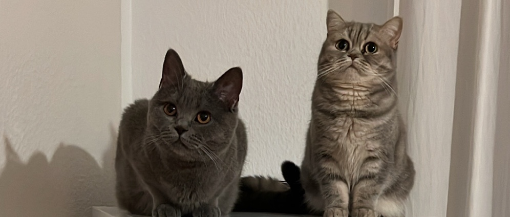 Spenden sammeln | Simba und Liah müssen zum Tierarzt | Spendenseite