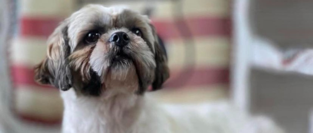 Spenden sammeln | Ein Rolli für Shih Tzu Mädchen Mancsi | Spendenseite