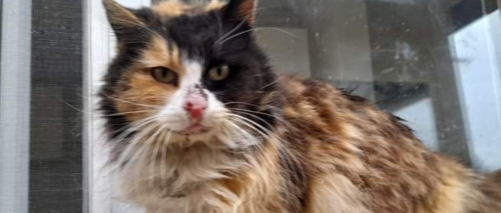 Spenden sammeln | Straßenkatzen von Instanbul | Spendenseite