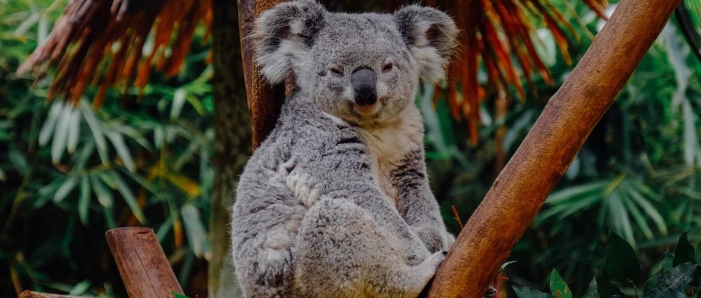 Spenden sammeln | Australien Neuseeland Reise | Spendenseite