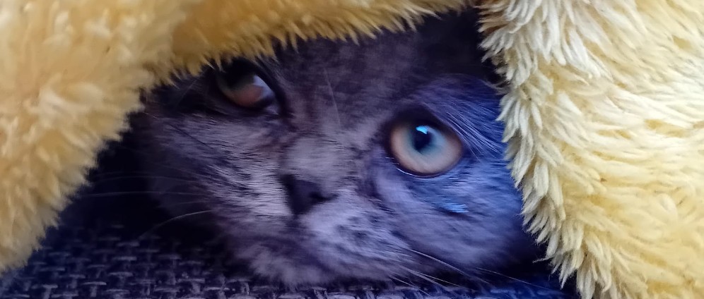 Spenden sammeln | Katze in Not | Spendenseite