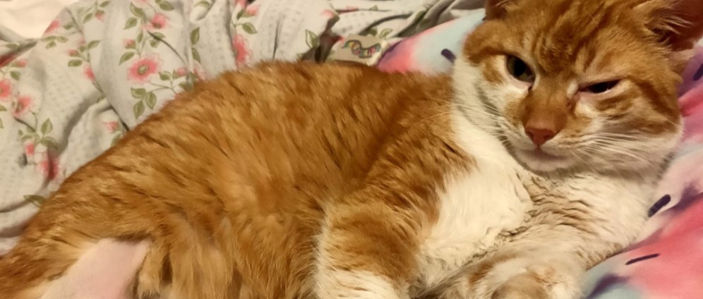 Spenden sammeln | Hilfe für meinen Kater Garfield! | Spendenseite