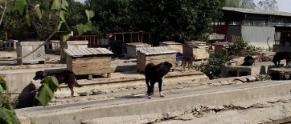 Spenden sammeln | Spenden für Strassenhunde | Spendenseite