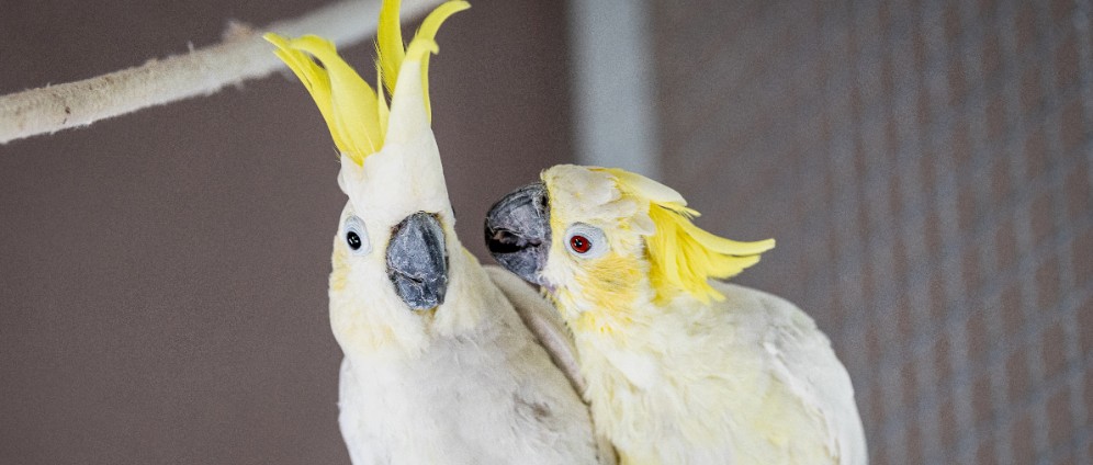 Spenden sammeln | Tierschutz!Hilfe für den Vogelpark Waldbrücke e.V. | Spendenseite