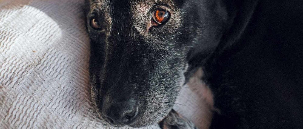 Spenden sammeln | Hilfe für Balu | Spendenseite