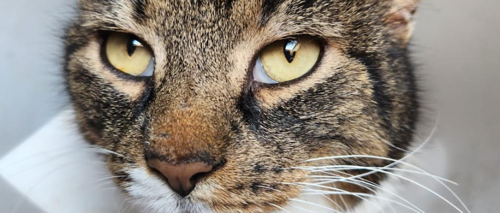 Spenden sammeln | Notfall Op für unseren Kater Ciris | Spendenseite