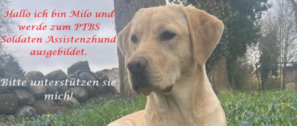 Spenden sammeln | Assistenz Hund PTBS Soldat | Spendenseite