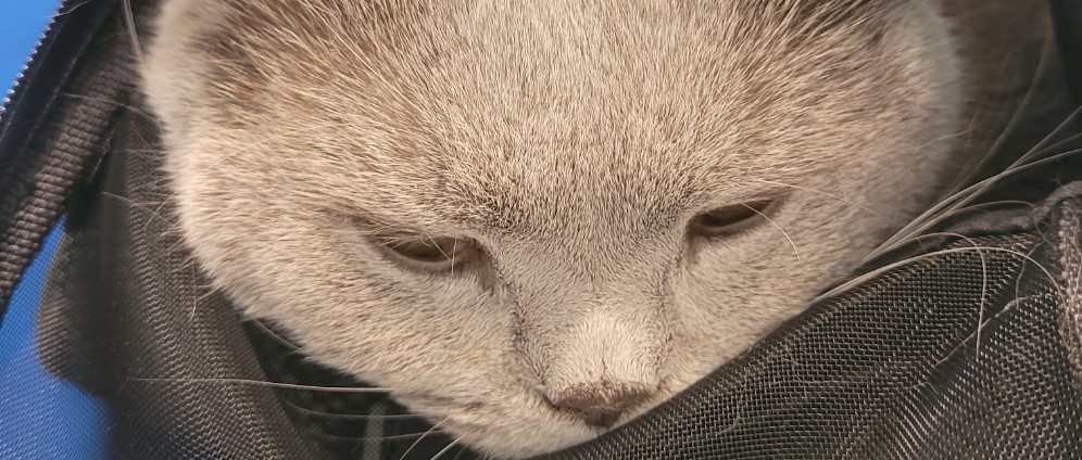 Spenden sammeln | Unser 6 Jähriger Kater kämpft um sein leben | Spendenseite