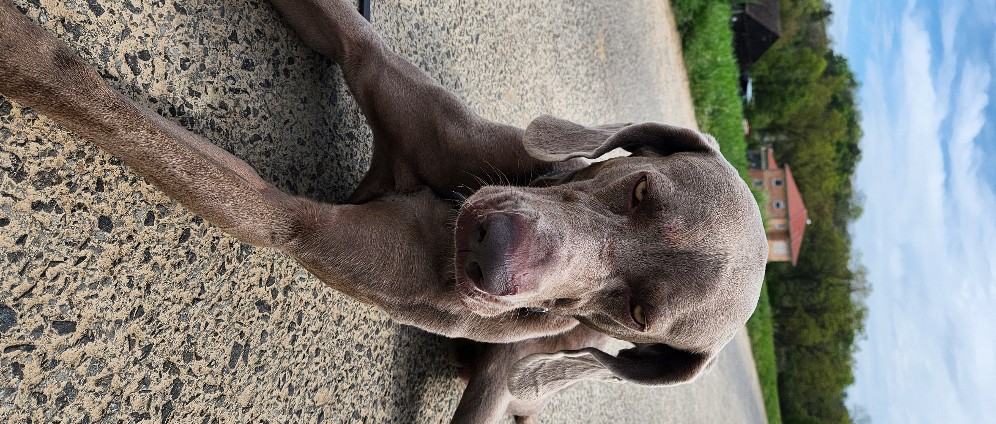 Spenden sammeln | Dino der Weimaraner braucht dringend Hilfe | Spendenseite