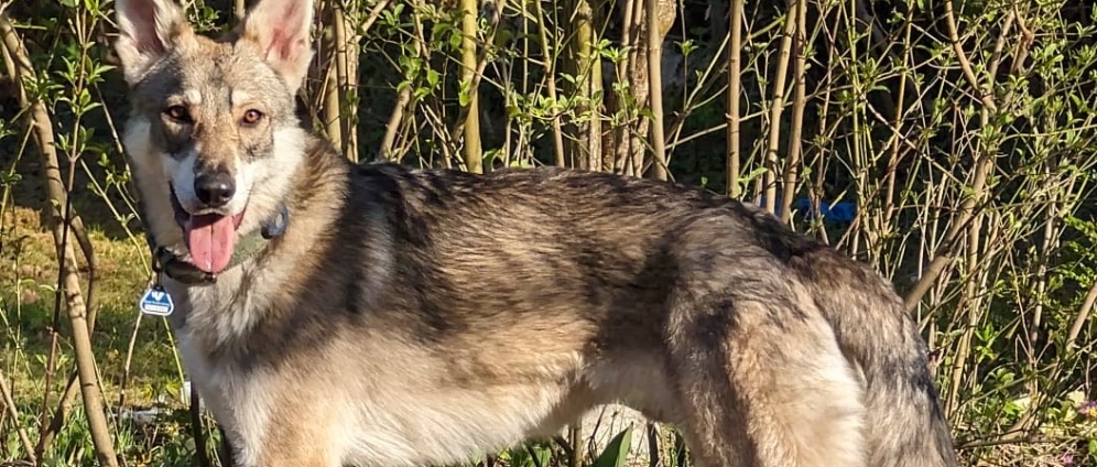 Spenden sammeln | Unterstützung für Fenrir | Spendenseite